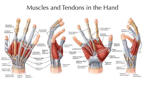 Muscles And Tendons In The Hand Art As Applied To Medicine