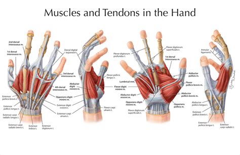 Curved arrows show the direction of movement of the tendon creating the snap against the iliopectineal. Muscles and Tendons in the Hand - Art as Applied to Medicine