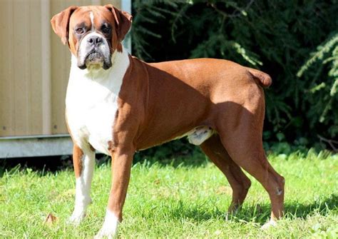 Boxer puppies for sale in bangalore (female). Boxer dog price range. Boxer puppy cost. How much are ...