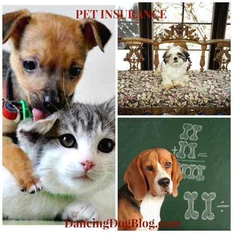 Pet Insurance collage | Dancing Dog Blog