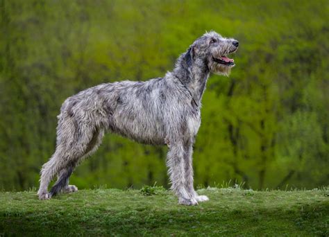 Irish Wolfhound Dog Breed Information And Characteristics Daily Paws