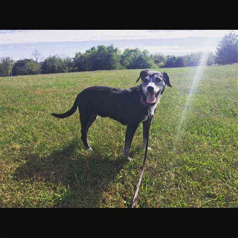 Dog Boarding Lexington Ky Wildcat Country Dog Retreat