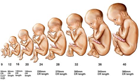 Development Of The Fetus Baby Mobieg