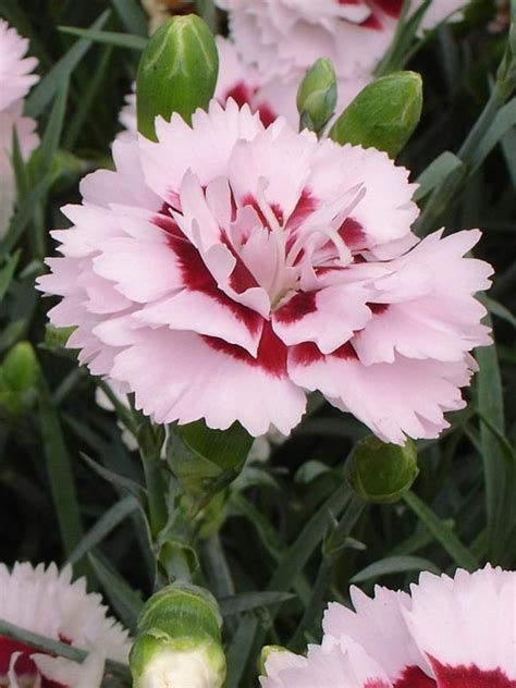 The stems are thornless, unlike many other rubus species. Dianthus Raspberry Surprise -- Bluestone Perennials