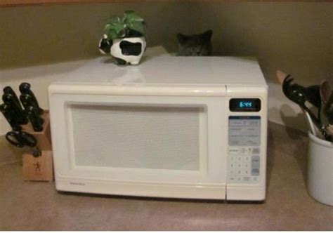 Cat Love Hide Microwave Kitty Cats Kitchen Ellen Funny Galleries