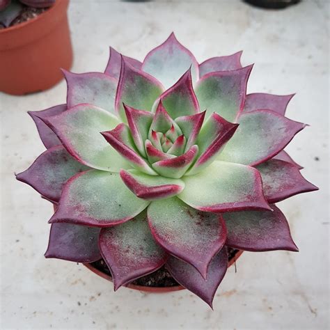 Echeveria Agavoides Purple Ebony Hybrid Succulent Landscape Design