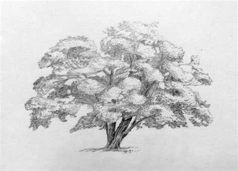 14 Exhilarating Pencil Drawing Supplies Techniques Ideas Trees