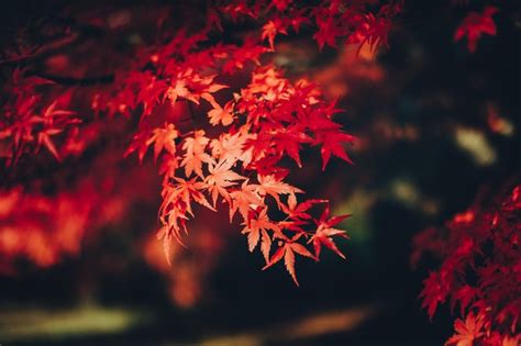 How To Identify Trees With Dark Red Leaves Hunker