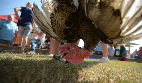 Again Live Turkeys Tossed From Plane At Arkansas Festival