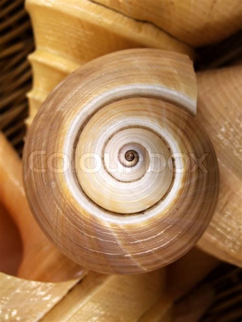Spiral Seashell Stock Photo Colourbox