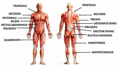 Muscles Major Muscular System Human Muscle Diagram