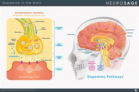 Sna Enabling The Brain And Body To Work In Harmony Sna Biotech