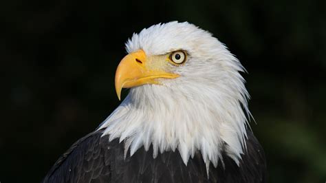 Move Over Bears Its Eagle Watching Season Chicago News Wttw
