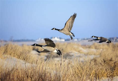 How Do Geese Know How To Fly South For The Winter