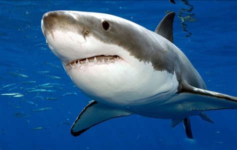 Tiburón Blanco Características Curiosidades Hábitat Y Más