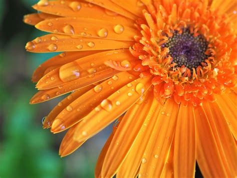 Premium Photo Orange Flower Close Up Gerbera Flower With Water Drop
