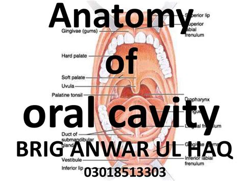 Anatomy Oral Cavity