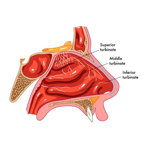 Nasal Turbinates Anatomy Anatomy Drawing Diagram Images And Photos Finder