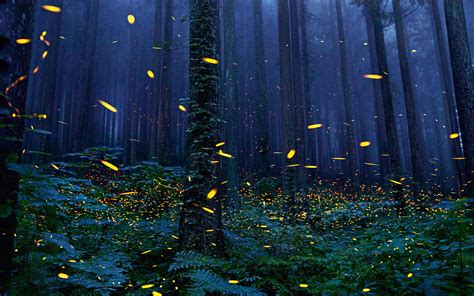 Firefly Forest Wallpapers Top Free Firefly Forest Backgrounds WallpaperAccess