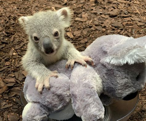 The Uks Only Baby Koala Born At Edinburgh Zoo National