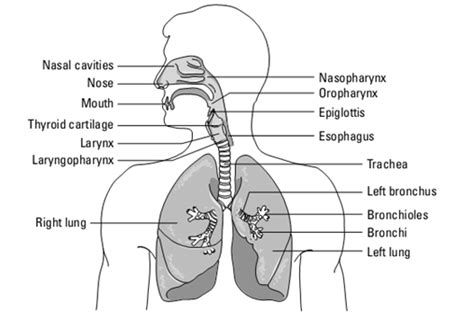 Parts Of Upper Respiratory Tract