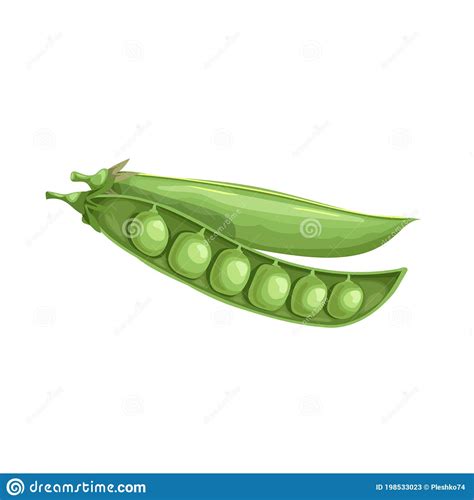 Cartoon Green Pea Open Pod With Seeds Single Vegetable Fresh Farm