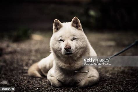 Hokkaido Dog Photos And Premium High Res Pictures Getty Images
