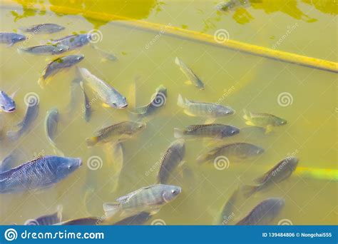 Freshwater Tilapia Is Rising Above The Water To Wait For Food Stock