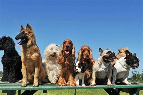 How Many Dogs Are In The World A Look At The Numbers