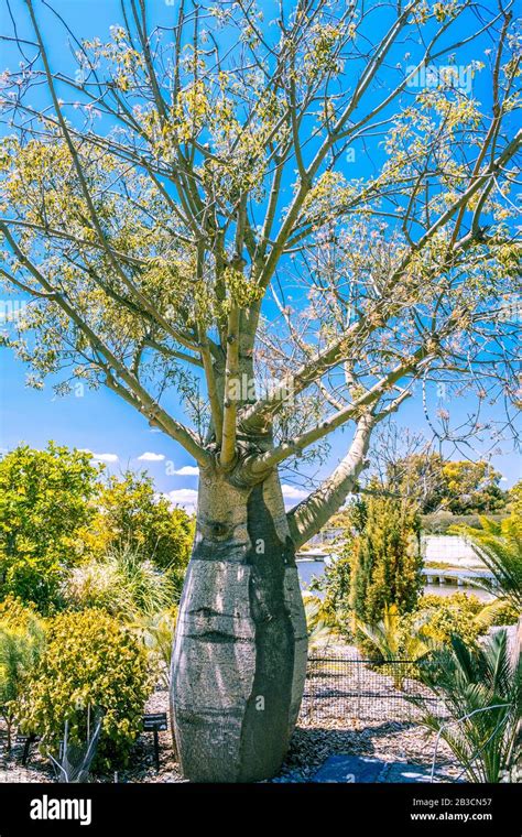 Bottle Tree Queensland Bottle Tree Hi Res Stock Photography And Images