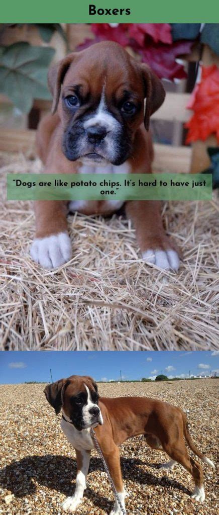 Funny Boxer Dog Memes Photos Cantik