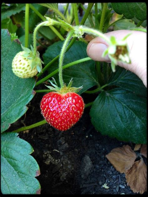 Aw A Heart Shaped Strawberry Gardening
