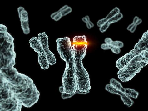 Kromosomimutaatioiden Tyyppi