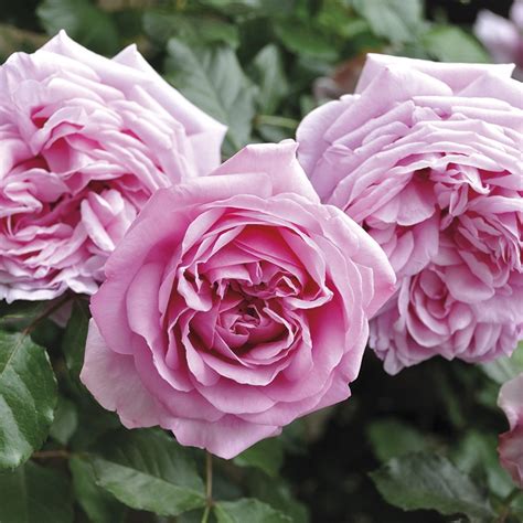 Free shipping on orders over $45. Rose Pompadour Bare Root Rose Plant from Woolmans
