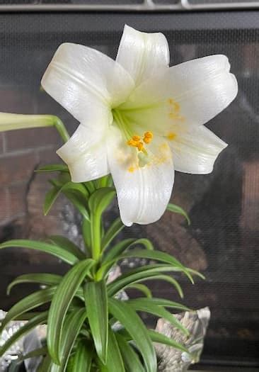 How To Grow And Care For Easter Lilies Flowers Growing Easter Lily Plant