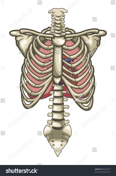 The mechanics and forms of the upper torso and shoulders. Human Anatomy Torso Skeleton Isolated White Stock Vector ...