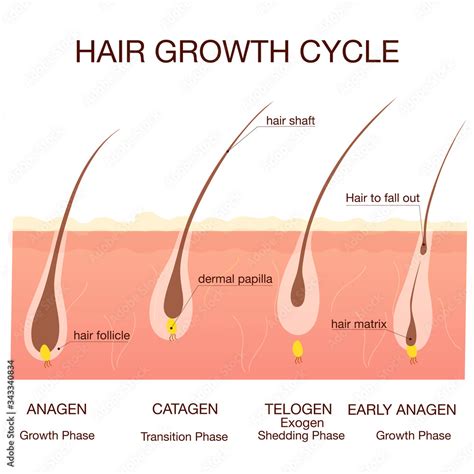hair growth phase step by step medical infographicsconcept stages of the hair growth cycle