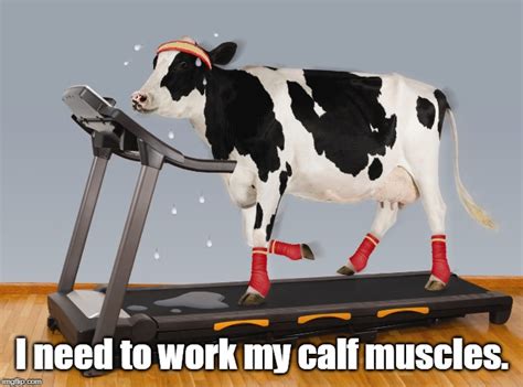 Cow Exercising Imgflip