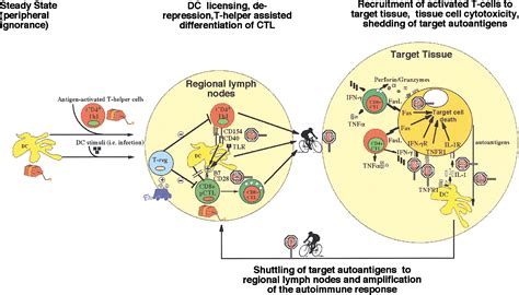 Autoreactive Cd T Cells In Organ Specific Autoimmunity Immunity