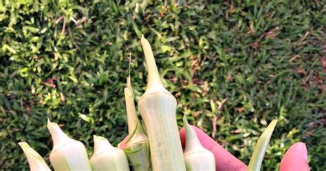 Resep kacang thailand pedas membara renyah sederhana spesial asli enak. RESEPI NENNIE KHUZAIFAH: Kacang bendi dari taman Nannie