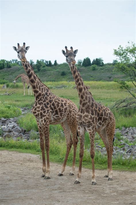 Two Giraffes At The Columbus Zoo Ready To Give Birth Watch The Live