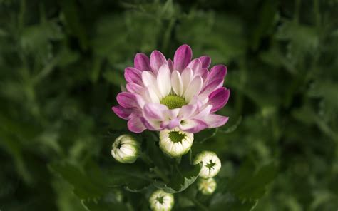 Download Wallpaper 2560x1600 Chrysanthemum Flowers Bloom Pink Dual