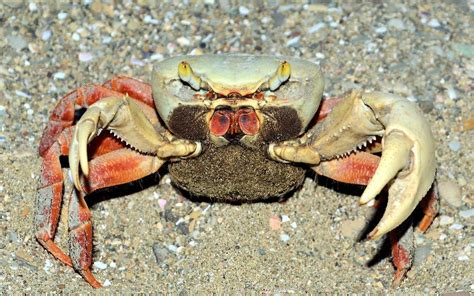 Rainbow Land Crab By Wildlifeonwalkabout Jungledragon Crab Crab