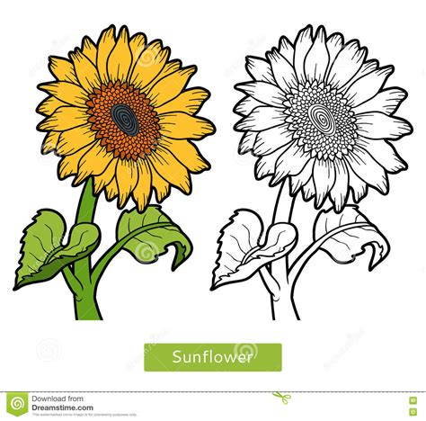 Ejercicios sobre las plantas para niños por edades. Imagenes De Flores De Girasol Para Dibujar