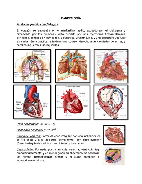 Cardiología Jf Guadalajara CardiologÍa Anatomía Práctica