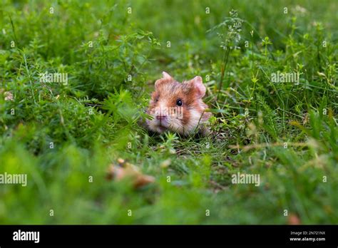 Field Hamster Cricetus Cricetus European Hamster Meadow Looks