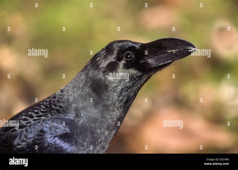 Japanese Crow Or Jungle Crow Corvus Macrorhynchos And Its Beak Stock