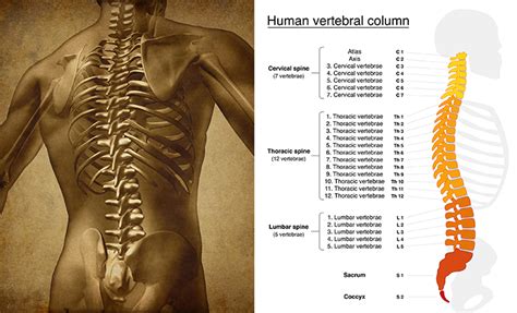 Let's figure out the cause here. Anatomy of the Spine Blog | Back Pain, Neck Pain | Newark ...