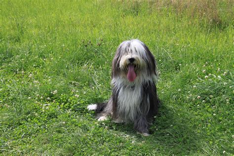 Bearded Collie Information Dog Breeds At Thepetowners