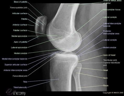 Radiological Atlas Of The Lower Limb Radiograph Of The Knee Lateral